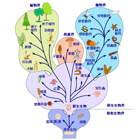 界門綱目科屬種查詢|生物分類學:概念,歷史,基本內容,具體分類,林奈氏分類。